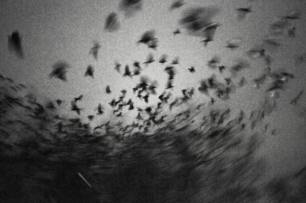 black　bird