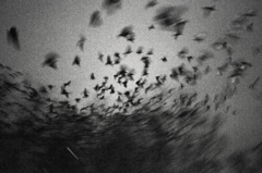 black　bird