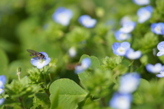 オオイヌノフグリ