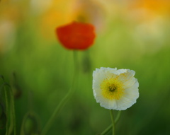 ポピー
