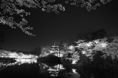 高田城夜桜