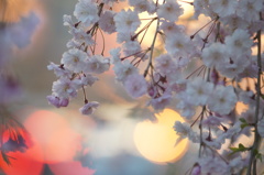 夕暮れしだれ桜