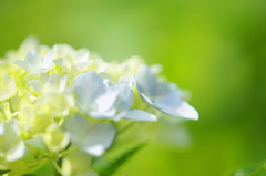 あじさい咲いた