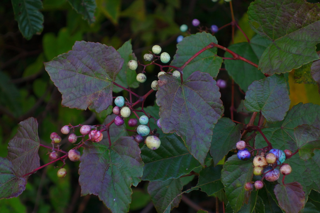 虹色の野葡萄