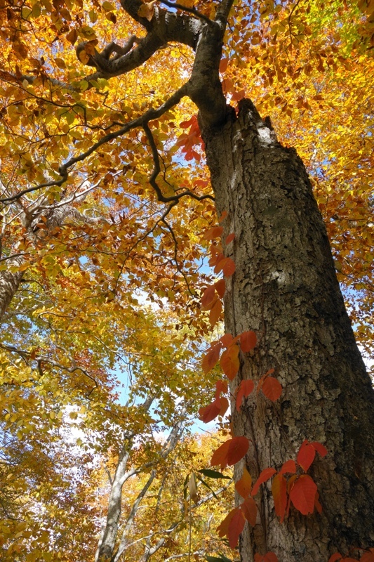もものけの森にて