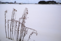 雪の中休みⅡ