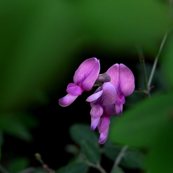 濃い紫の花