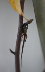 百舌鳥の新巻鮭