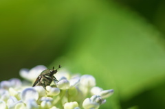 紫陽花とかなぶん