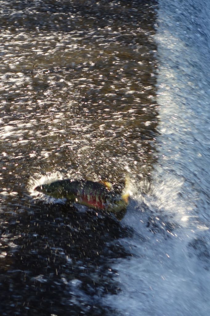 魚止めの関をⅡ