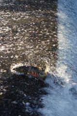 魚止めの関をⅡ