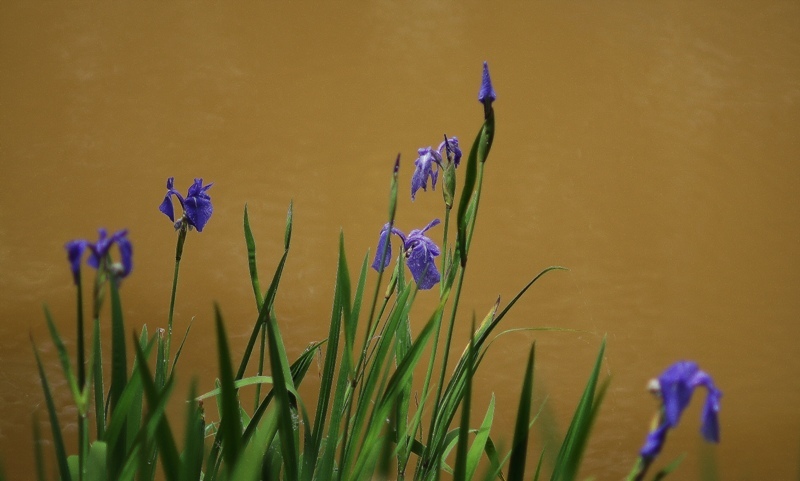 菖蒲