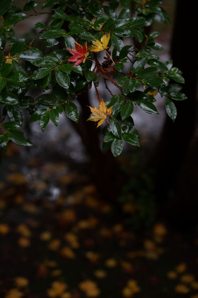 椿の上の赤と黄