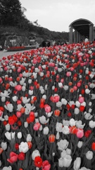 赤いちゅうりっぷ