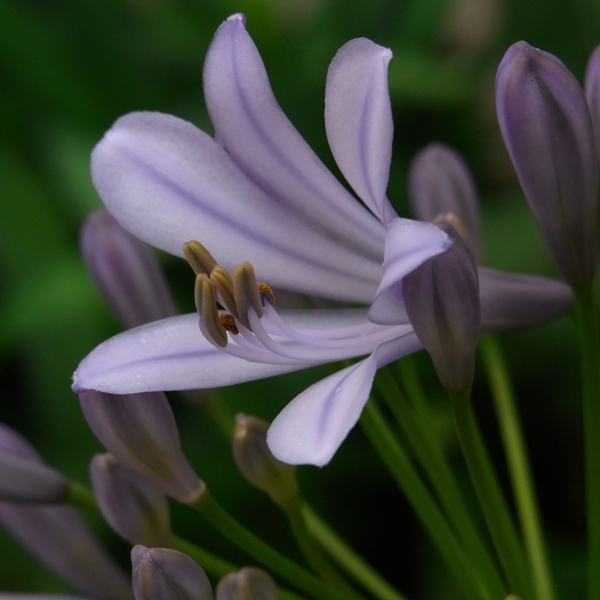 薄紫の花