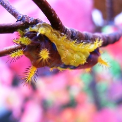 秋色の毛虫くん