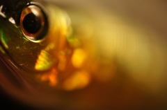 ＢＡＳＳルアー