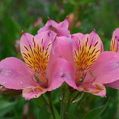 雨上がりのシメントリーズ