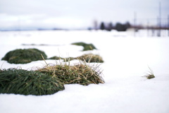 雪の中休み