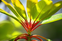 強くなる日差しを受けて