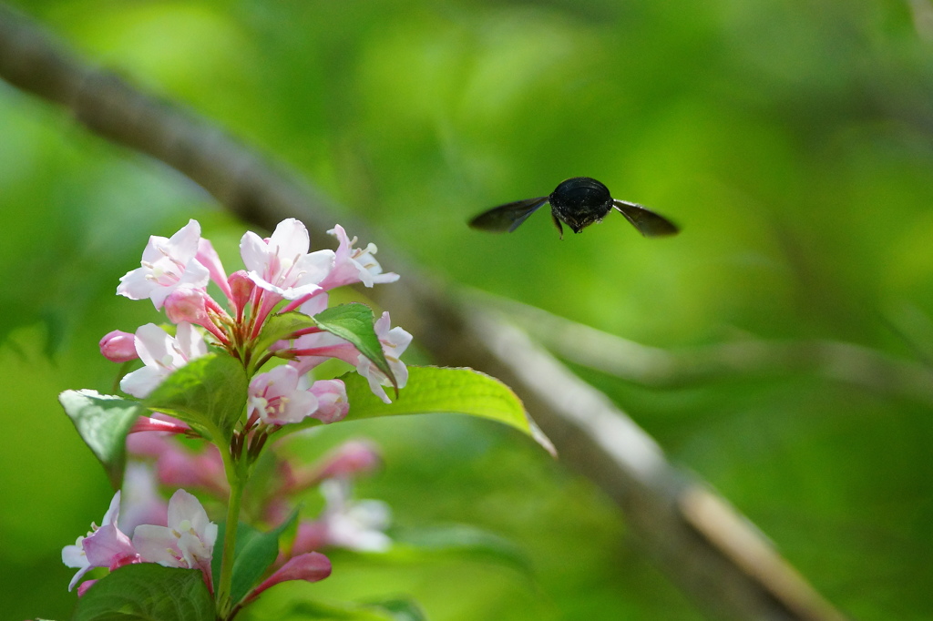 くまんばちのお尻