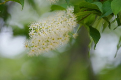 ねこじゃらの木