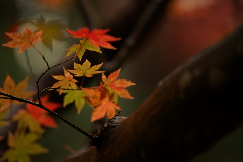 紅葉
