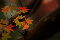 紅葉