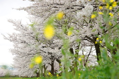 菜の花とさくら