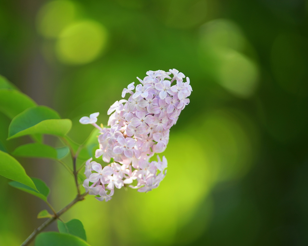 朝のライラック