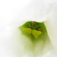 White　＆green　