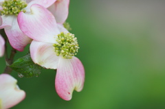 庭に植えたハナミズキ