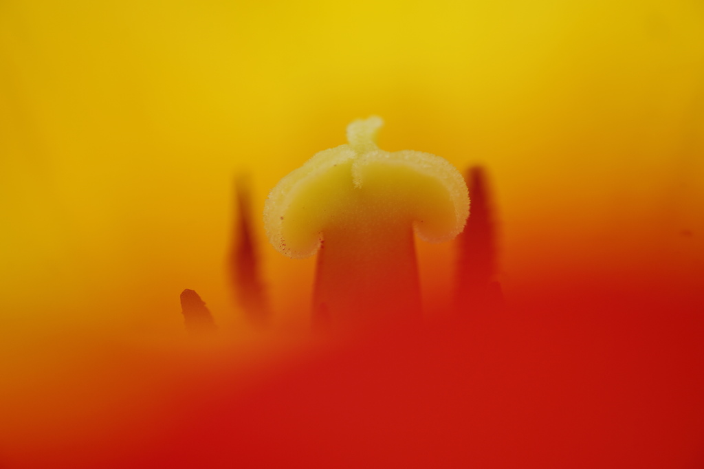 チューリップⅡ