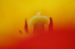 チューリップⅡ