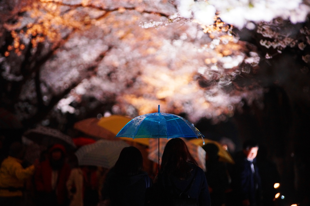 春雨の夜桜