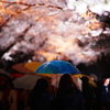 春雨の夜桜