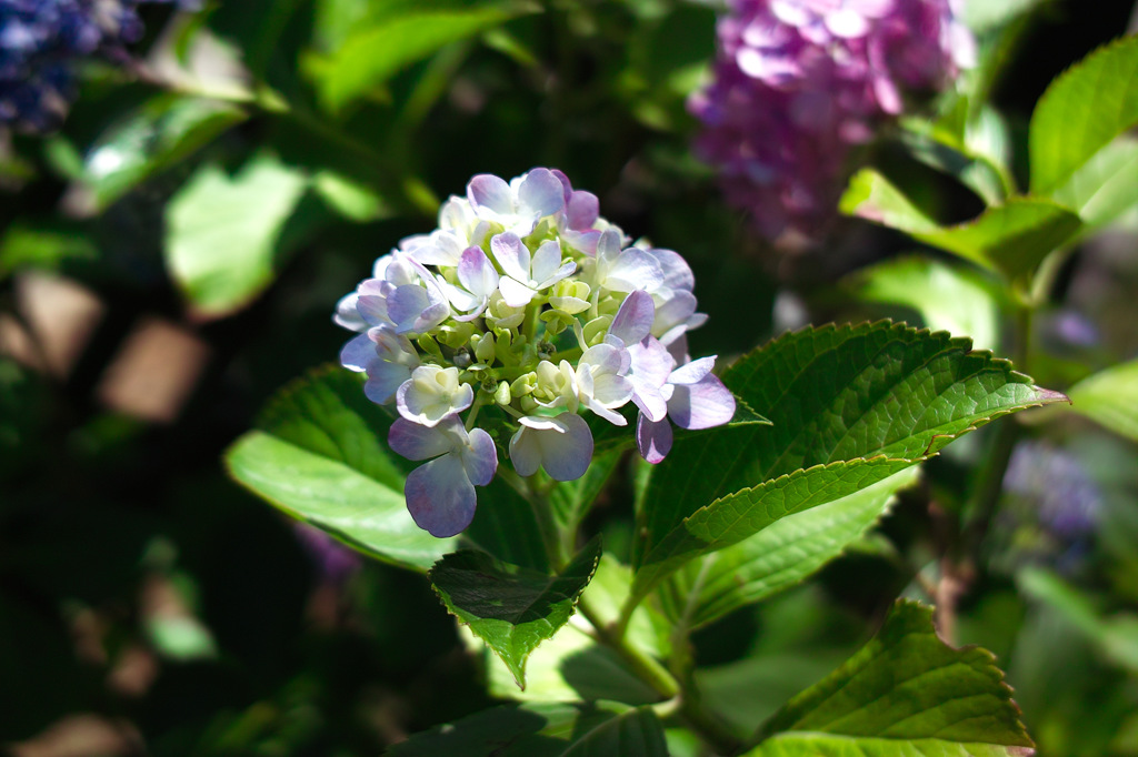 いつかの紫陽花2