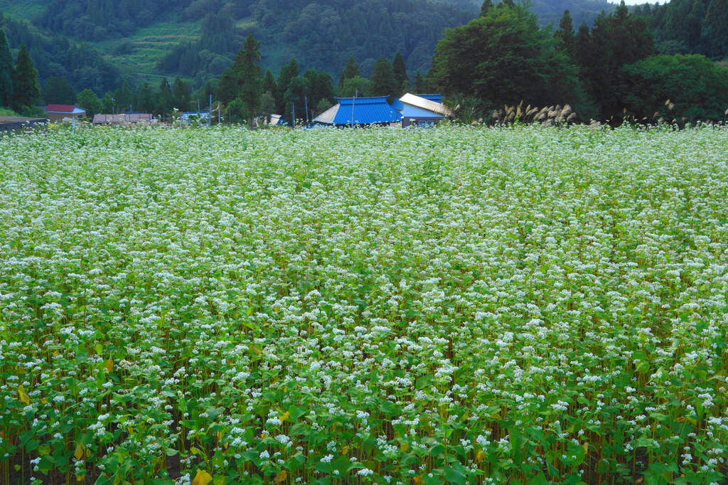 蕎麦の花
