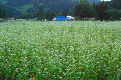 蕎麦の花