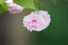 八重