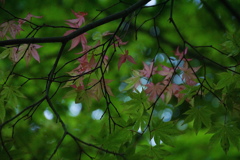 春紅葉