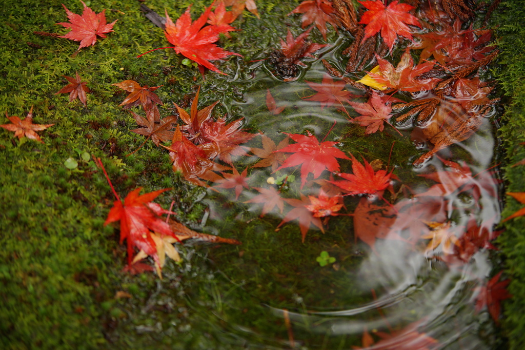 苔紅葉