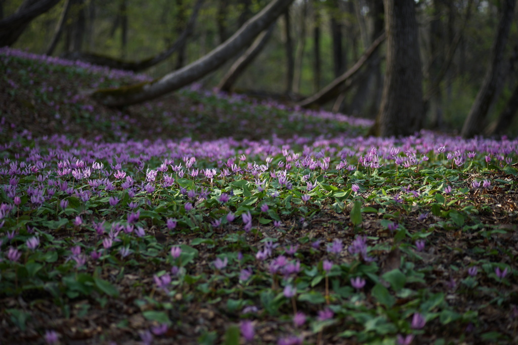 カタクリの森