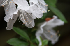 皐月雨