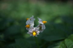 じゃがいもの花