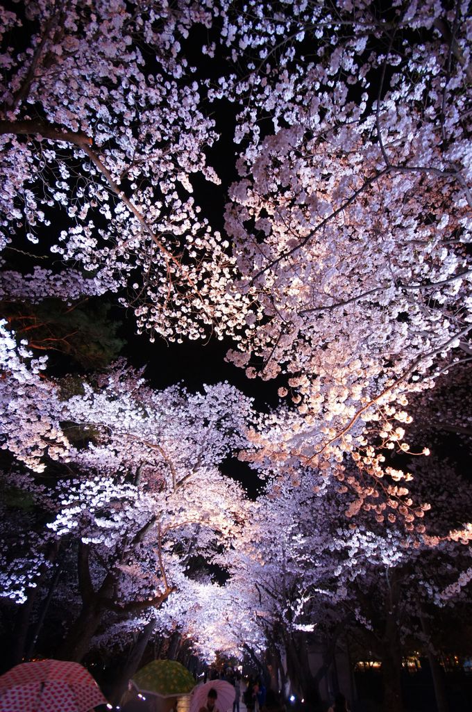 天の桜