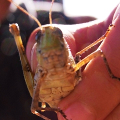 捕まえた秋の殿様