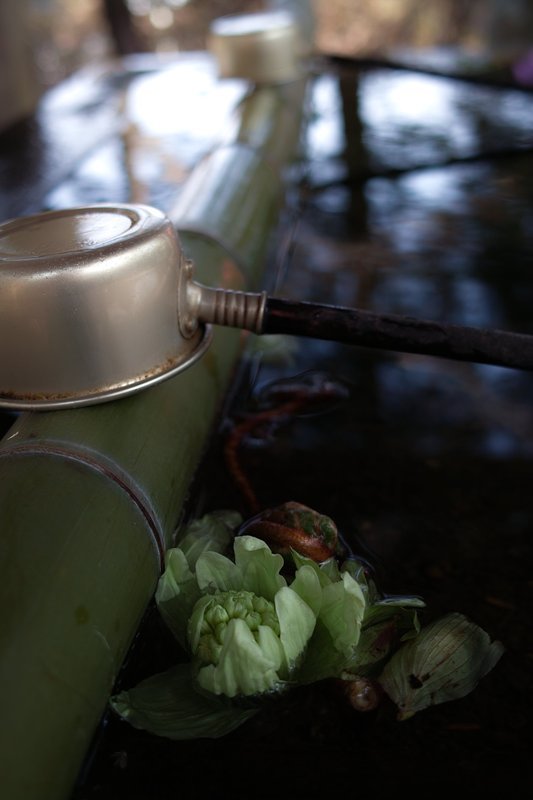 手水のふきのとう