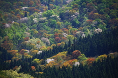 山桜　春紅葉