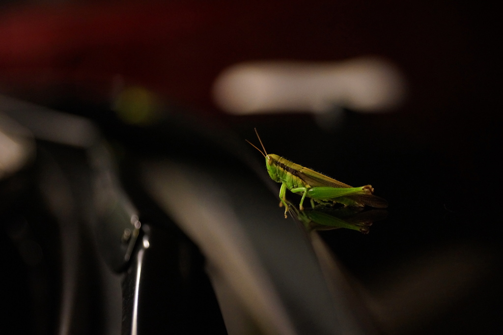 ボンネットに秋の使者が